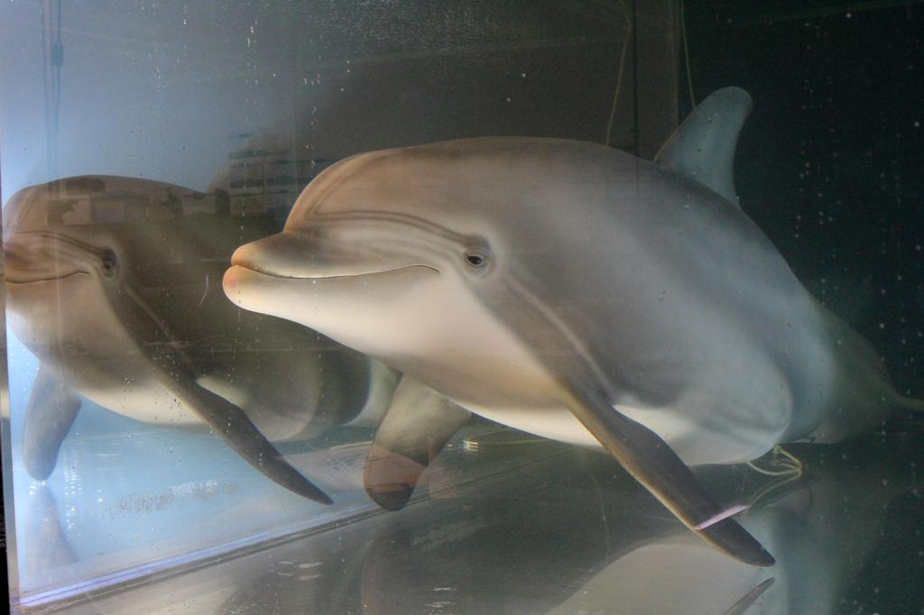An animatronic dolphin built by Edge Innovations is seen in a tank at the company's warehouse in Fremont, California, U.S., September 30, 2020. Picture taken September 30, 2020. Photo: Reuters