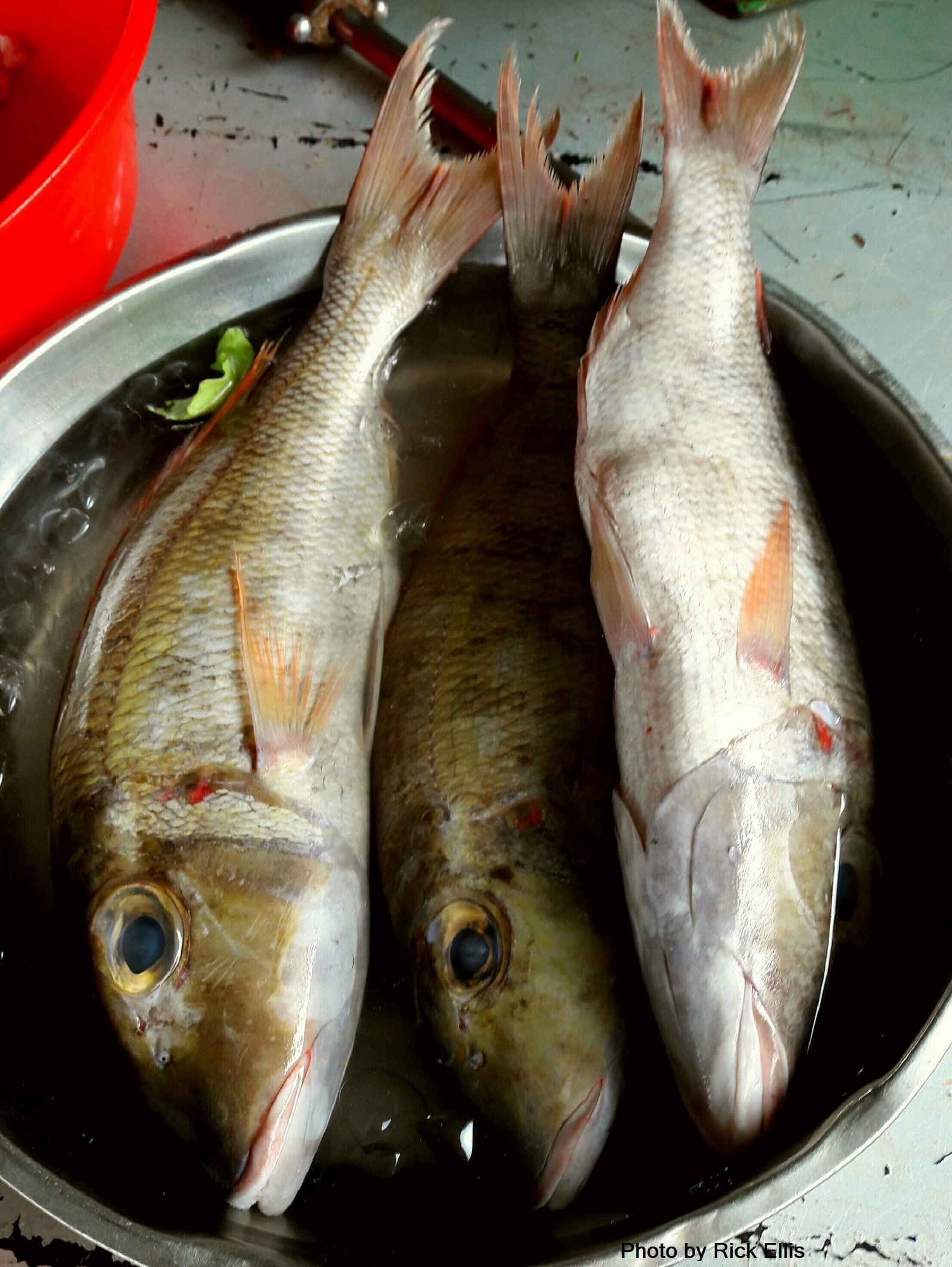 Yummy fish with heads on