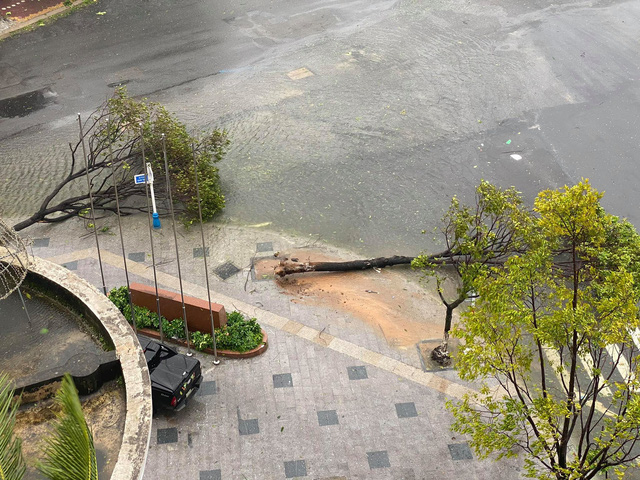 Trees are uprooted in Quang Ngai Province, Vietnam, October 28, 2020. Photo: Quang Dinh / Tuoi Tre