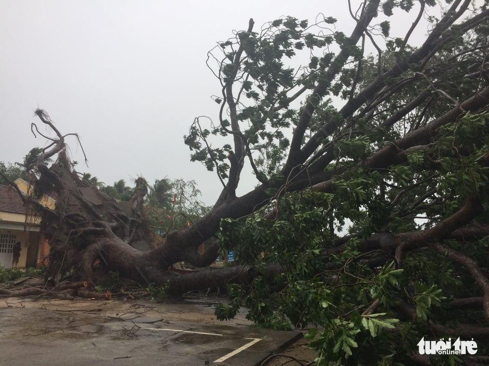 A big tree is uprooted in Phu Yen Province, Vietnam, October 28, 2020. Photo: An Bang / Tuoi Tre