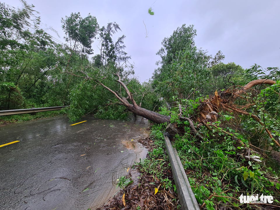 An uprooted tree blocks a road in Quang Nam Province, Vietnam, October 28, 2020. Photo: Ngoc Hien / Tuoi Tre