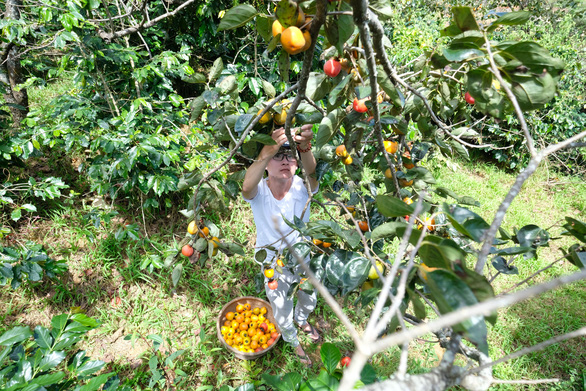 Farmer collects persimmon in Da Lat City. Photo: Mai Vinh / Tuoi Tre