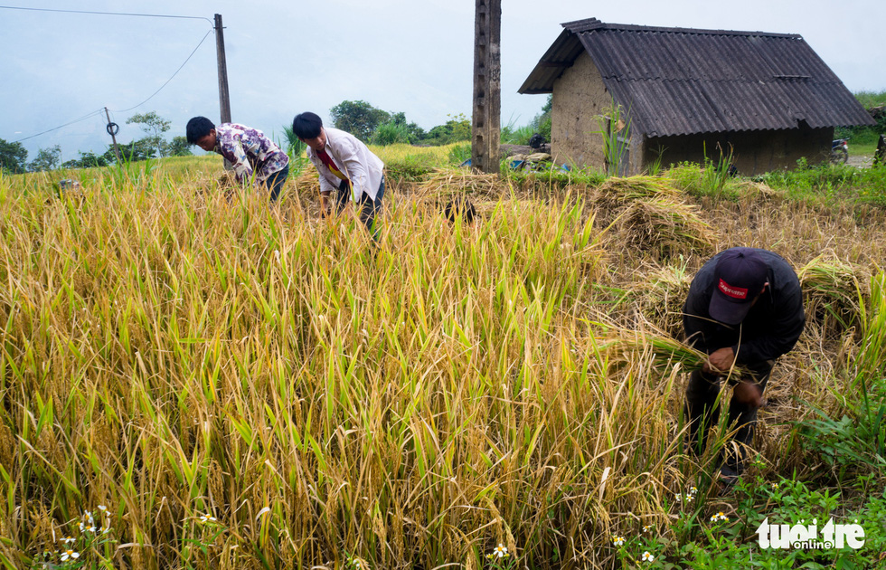 Ha Nhi Den youths harvest rice on the field. Photo: Nguyen Duy / Tuoi Tre