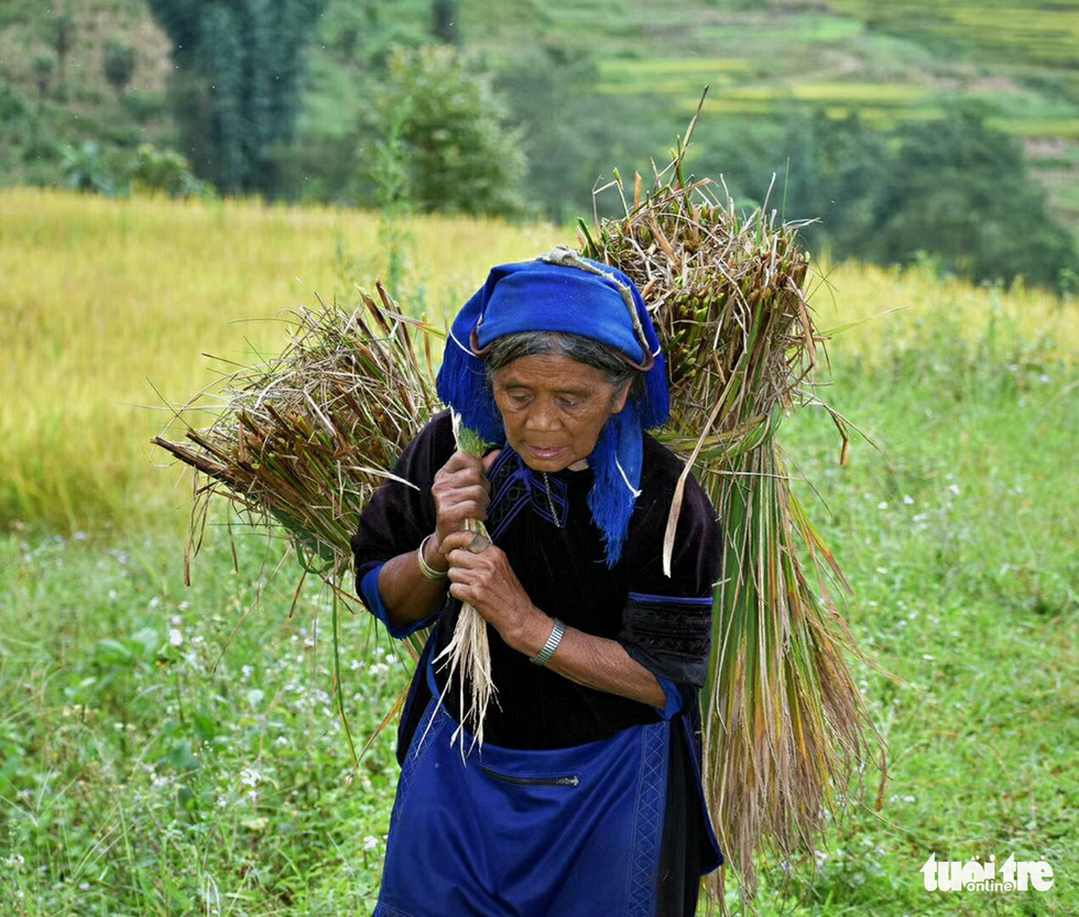 A farmer carries two bundles of rice on her back in this photo taken in Y Ti Commune of Lao Cai Province. Photo: Ly Xa Duy / Tuoi Tre
