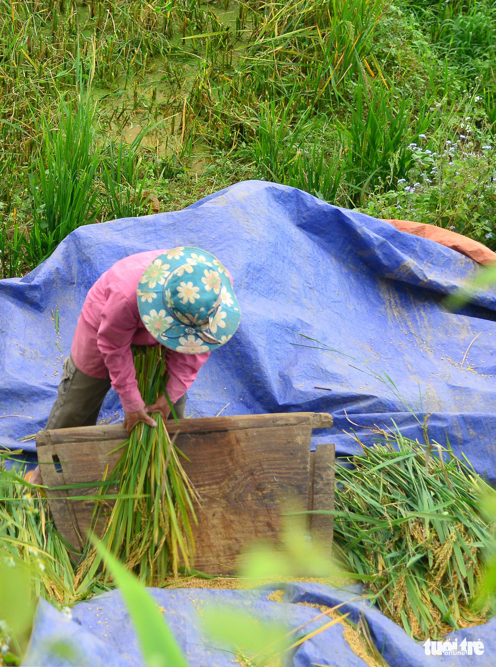 A farmer threshes rice in this photo taken in Y Ti Commune of Lao Cai Province. Photo: Nguyen Duy / Tuoi Tre