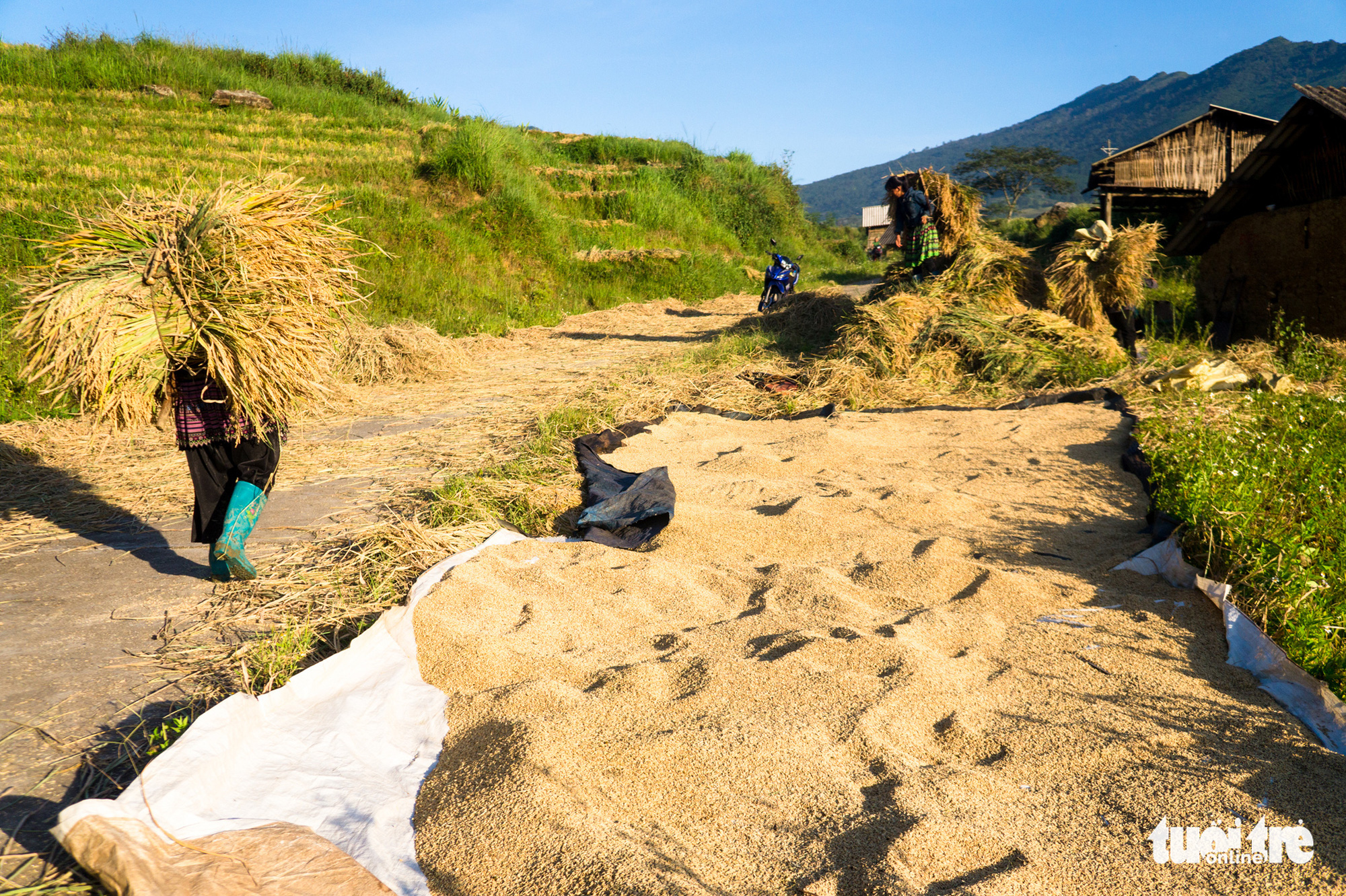 Grains are dried along a road. Photo: Nguyen Duy/ Tuoi Tre
