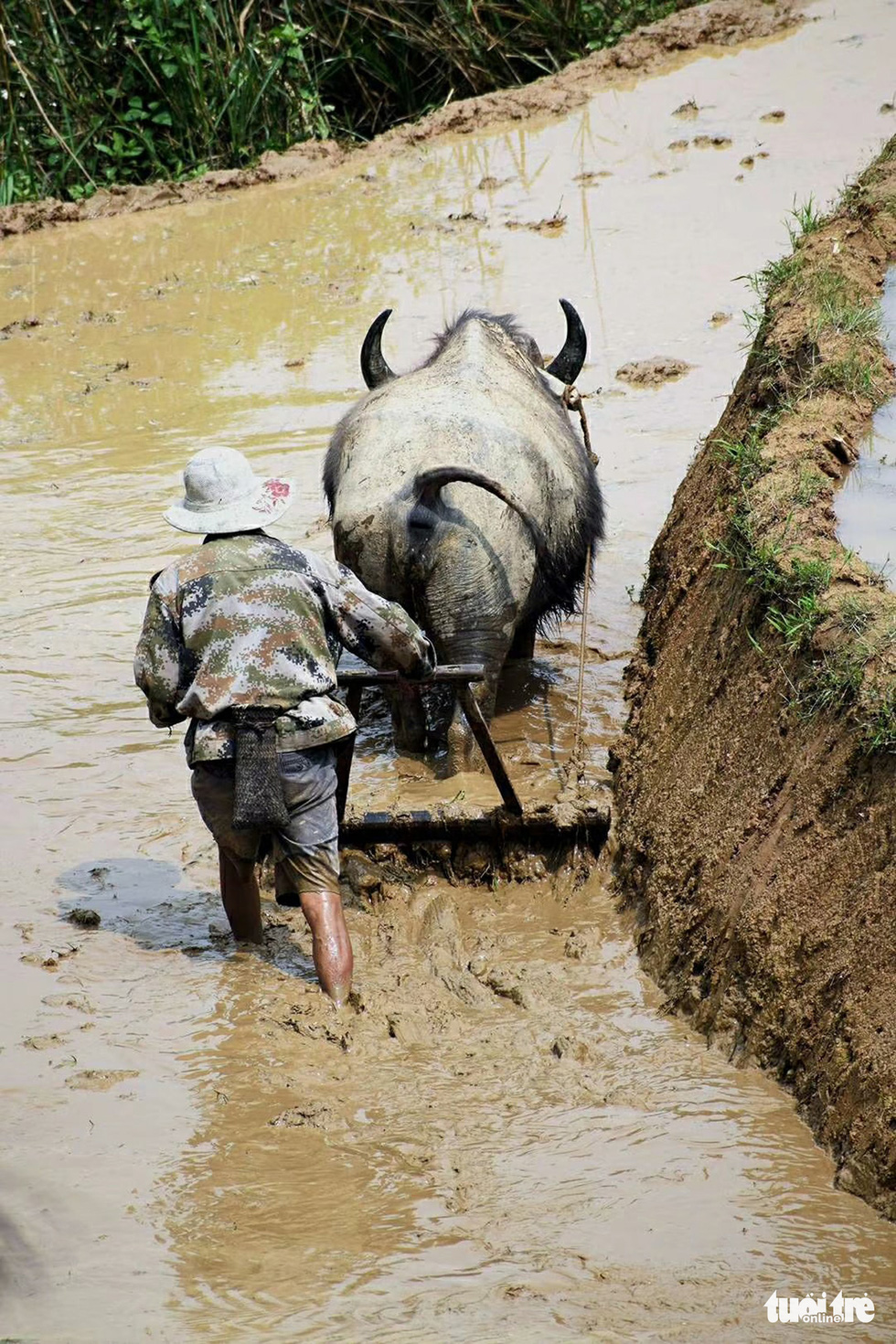 A farmer in Y Ti Commune of Lao Cai Province steers a buffalo to plow the soil. Photo: Ly Xa Duy / Tuoi Tre