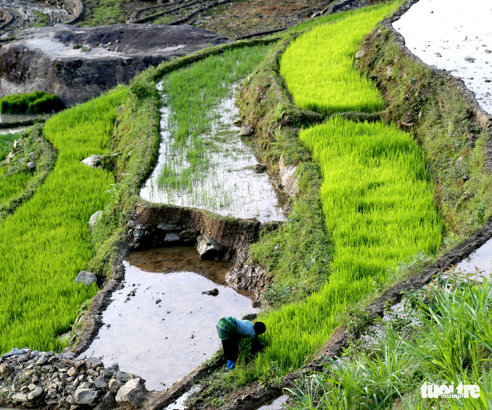 Plots in the terraced fields are reserved to grow rice seedlings in this photo taken in Y Ti Commune of Lao Cai Province. Photo: Van Hai / Tuoi Tre
