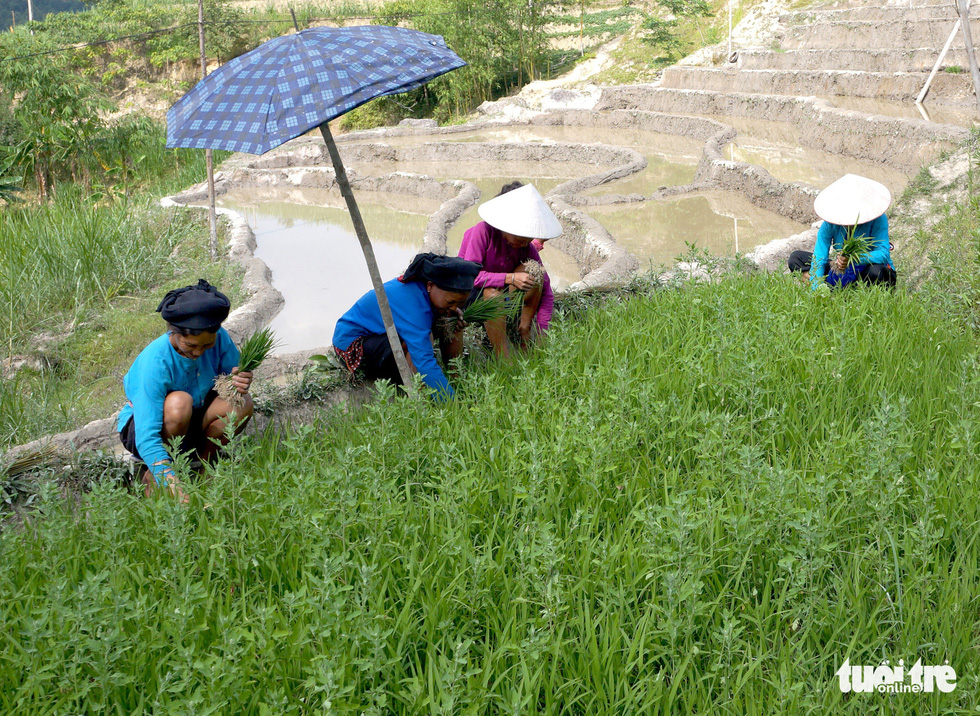 Farmers in Y Ti Commune of Lao Cai Province uproot rice seedlings for transplant. Photo: Van Hai / Tuoi Tre