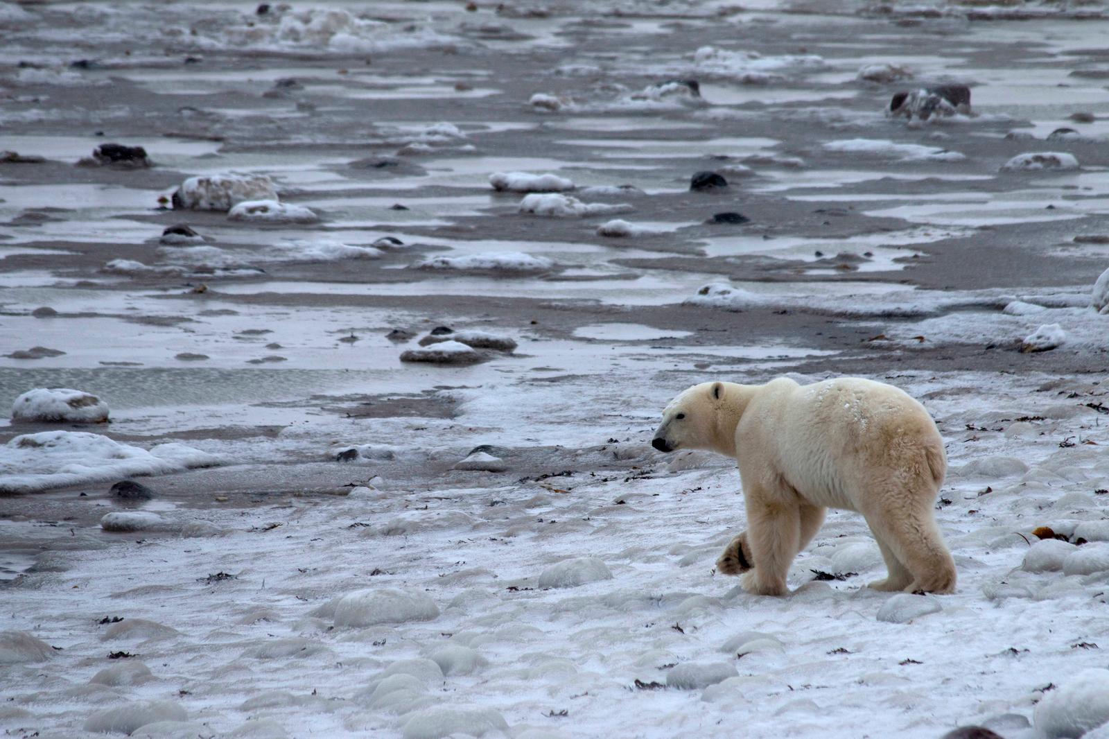 A young male polar bear waits for the sea ice to return in the Churchill Wildlife Management Area, Manitoba, Canada, October 28, 2020. Photo: Reuters