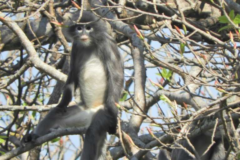 Popa langur (Trachypithecus popa) is seen on a tree branch on Mount Popa, in Myanmar. Photo: AFP