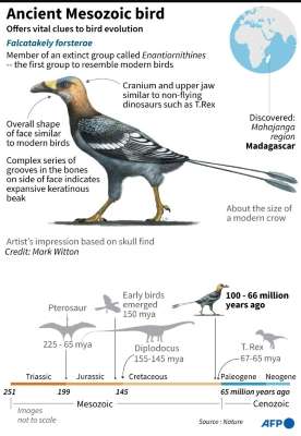 Graphic on an ancient bird that lived alongside dinosaurs, whose fossilised remains found in Madagascar sheds new light on the evolution of bird diversity. Photo: AFP