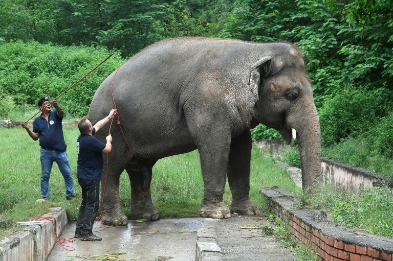 Dubbed the world's loneliest elephant by the press, Kaavan was the only Asian elephant in Pakistan. Photo: AFP