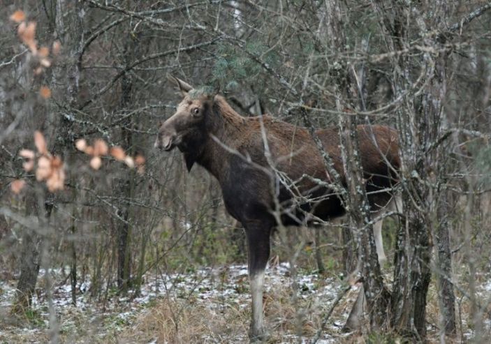 Although only a few dozen elderly people remain in the area, the zone has become a haven for wildlife. Photo: AFP