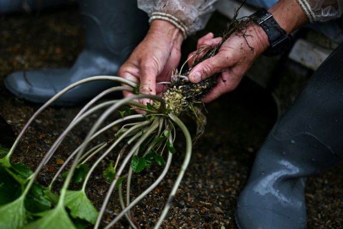 In this picture taken on November 24, 2020, a man removes leaves from a wasabi root at a farm in Ikadaba in the city of Izu, Shizuoka prefecture. Photo: AFP
