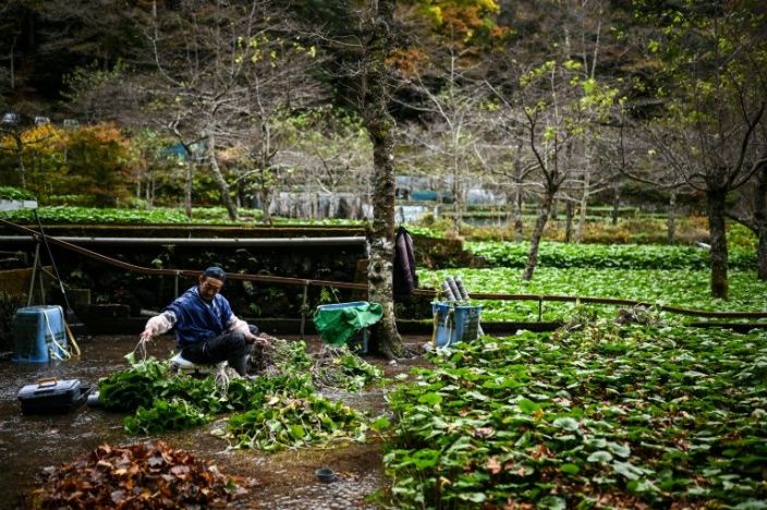 In this picture taken on November 24, 2020, a man cultivates wasabi at a farm in Ikadaba in the city of Izu, Shizuoka prefecture. Photo: AFP