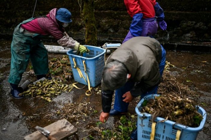 In this picture taken on November 24, 2020, people sort wasabi roots at a farm in Ikadaba in the city of Izu, Shizuoka prefecture. Photo: AFP