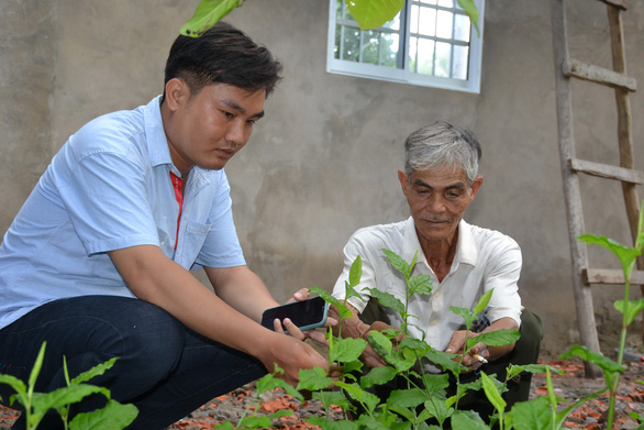Part of Ha Van Thanh’s garden of herbal plants in U Minh District, located in Ca Mau Province, southern Vietnam. Photo: Pham Quoc Rin / Tuoi Tre