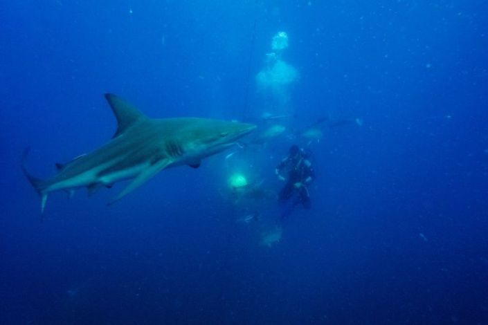 Sharks mostly eat smaller fish and other marine animals, rather than pursuing human swimmers. Photo: AFP