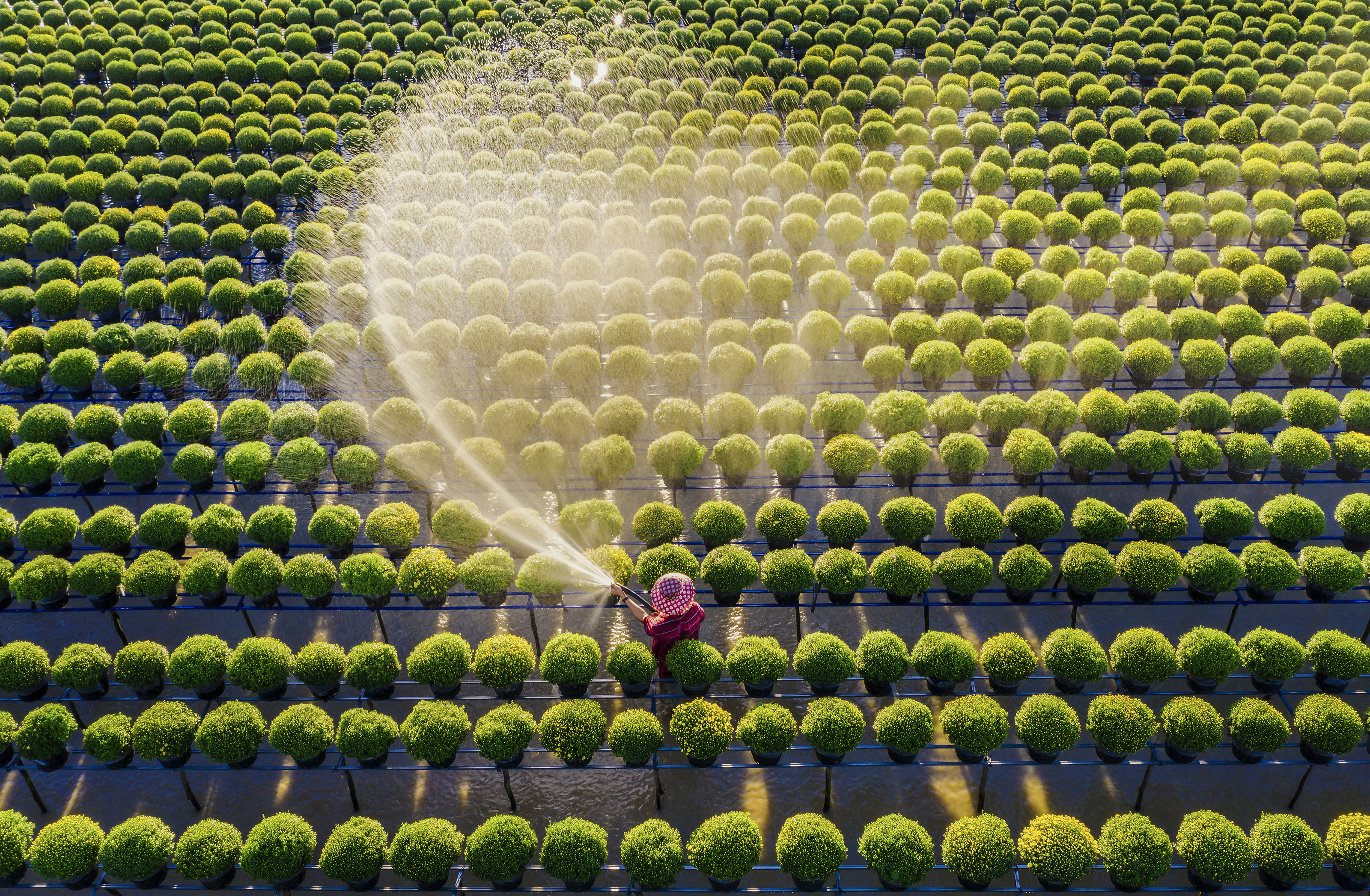 A farmer is watering flowers in Sa Dec Flower Village in the Mekong Delta province of Dong Thap