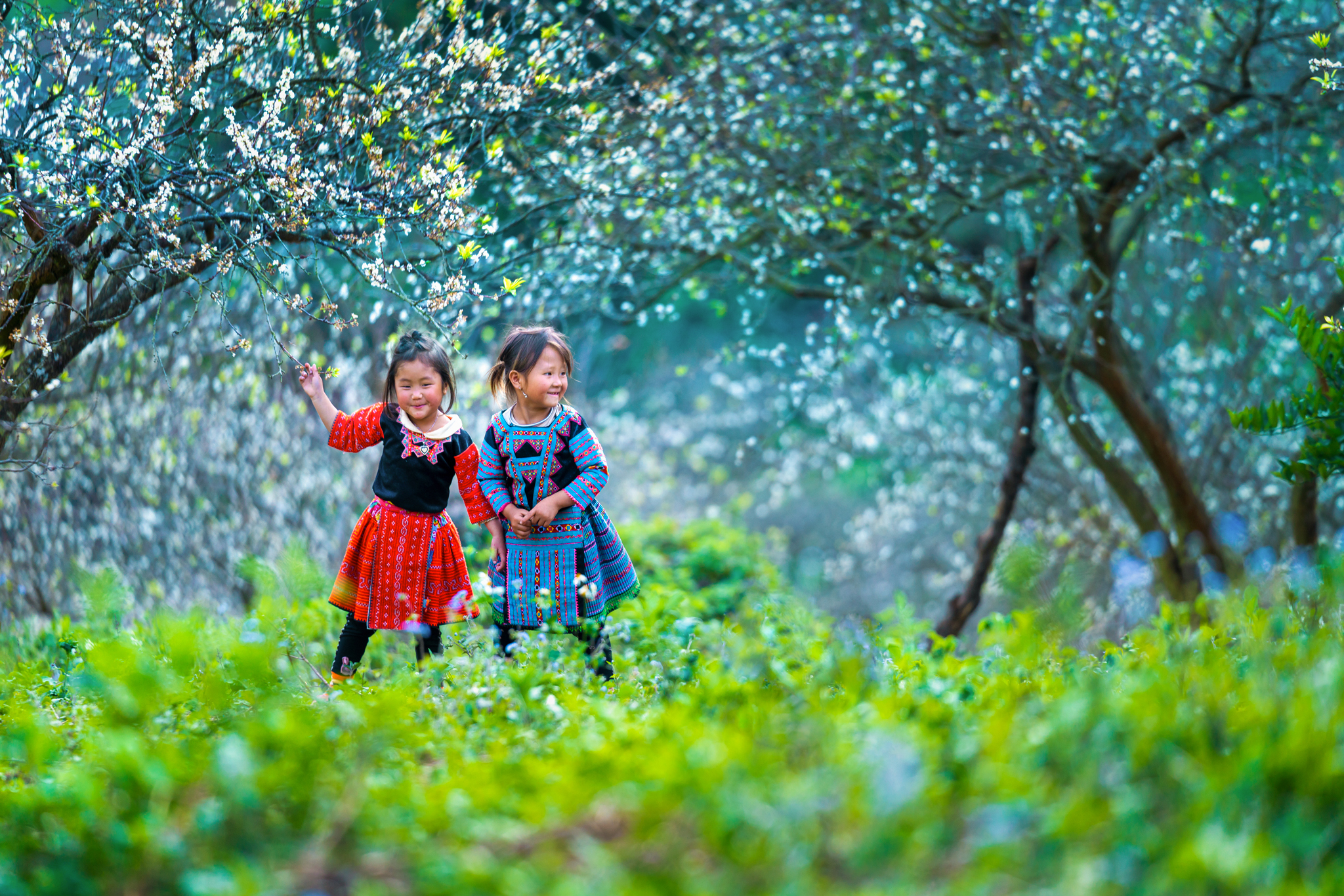 Children play under blooming flowers in the northern mountainous region of Vietnam