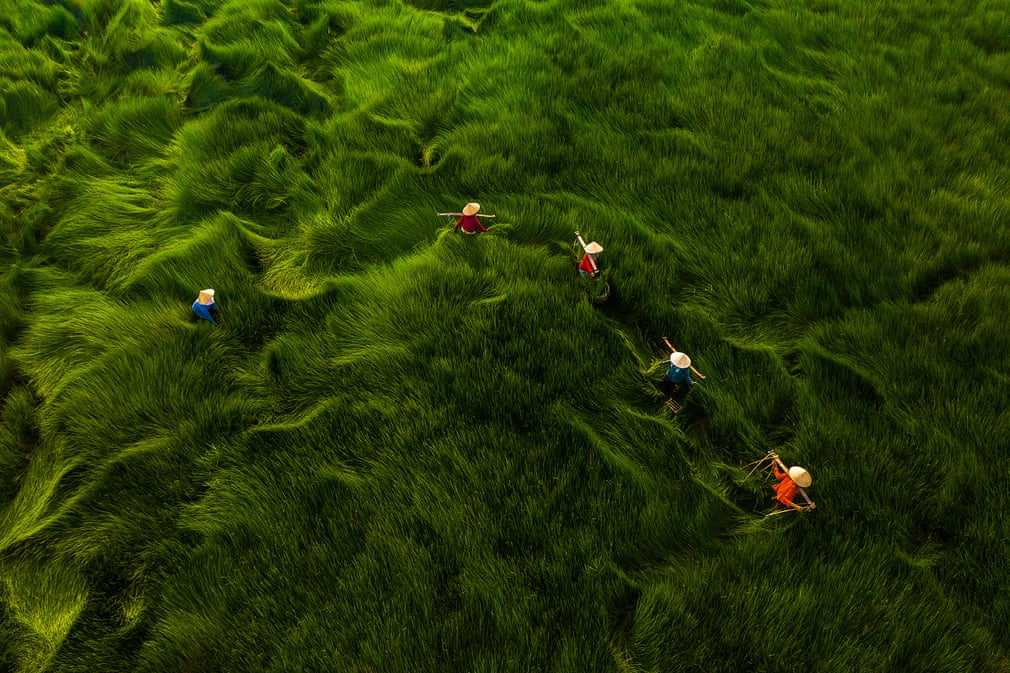 The photo titled ‘Harvesting Grass' by Vietnamese photographer Khanh Phan ranked third in the 'People' category's ‘Daily Life’ topic at the 2020 Aerial Photography Awards.
