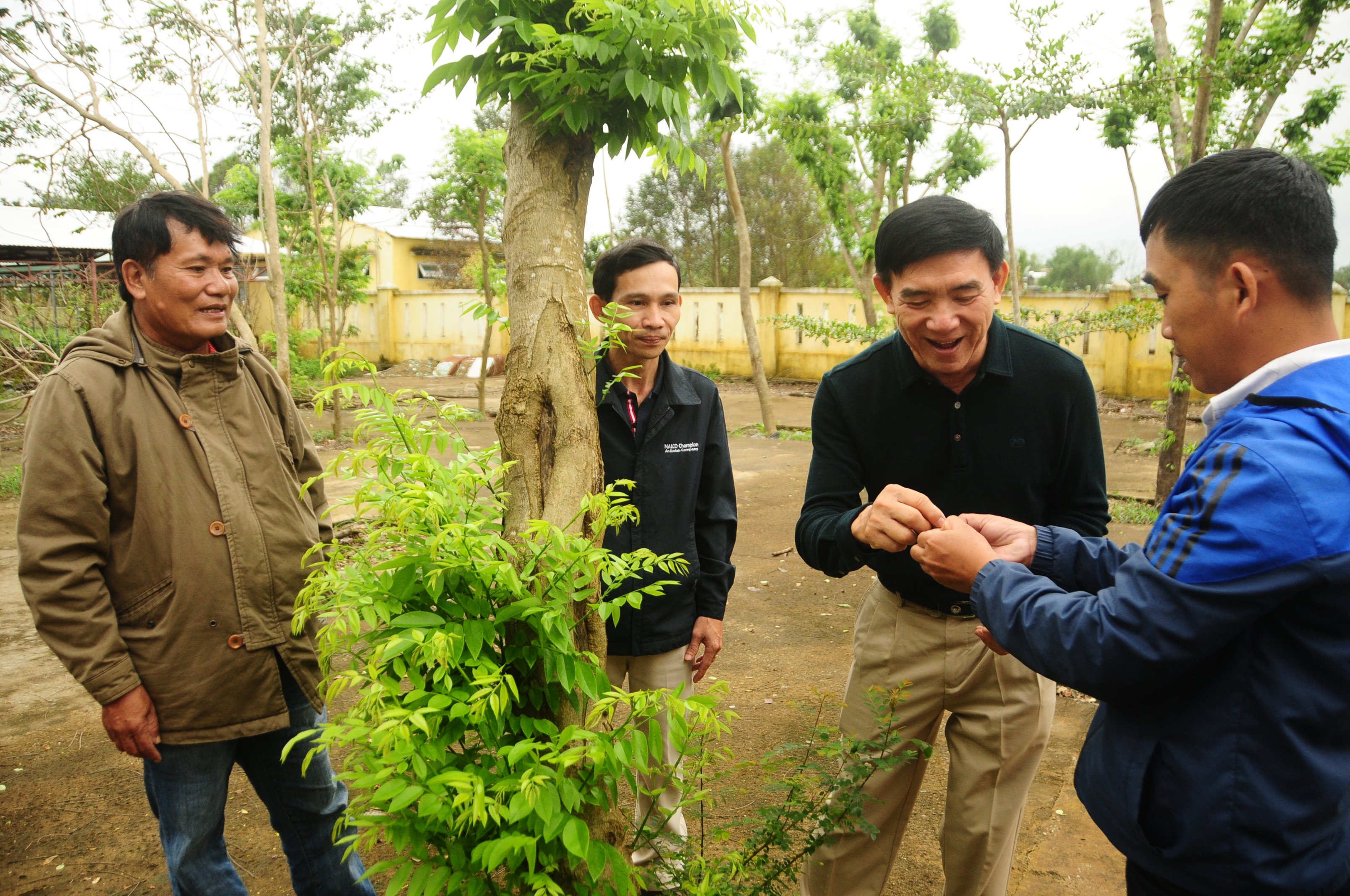 Phan Xuan Anh revisits the forest of precious fragrant rosewood behind the headquarters of Dai An Commune People’s Committee. The forest was grown with his financial support. Photo: Thai Ba Dung / Tuoi Tre