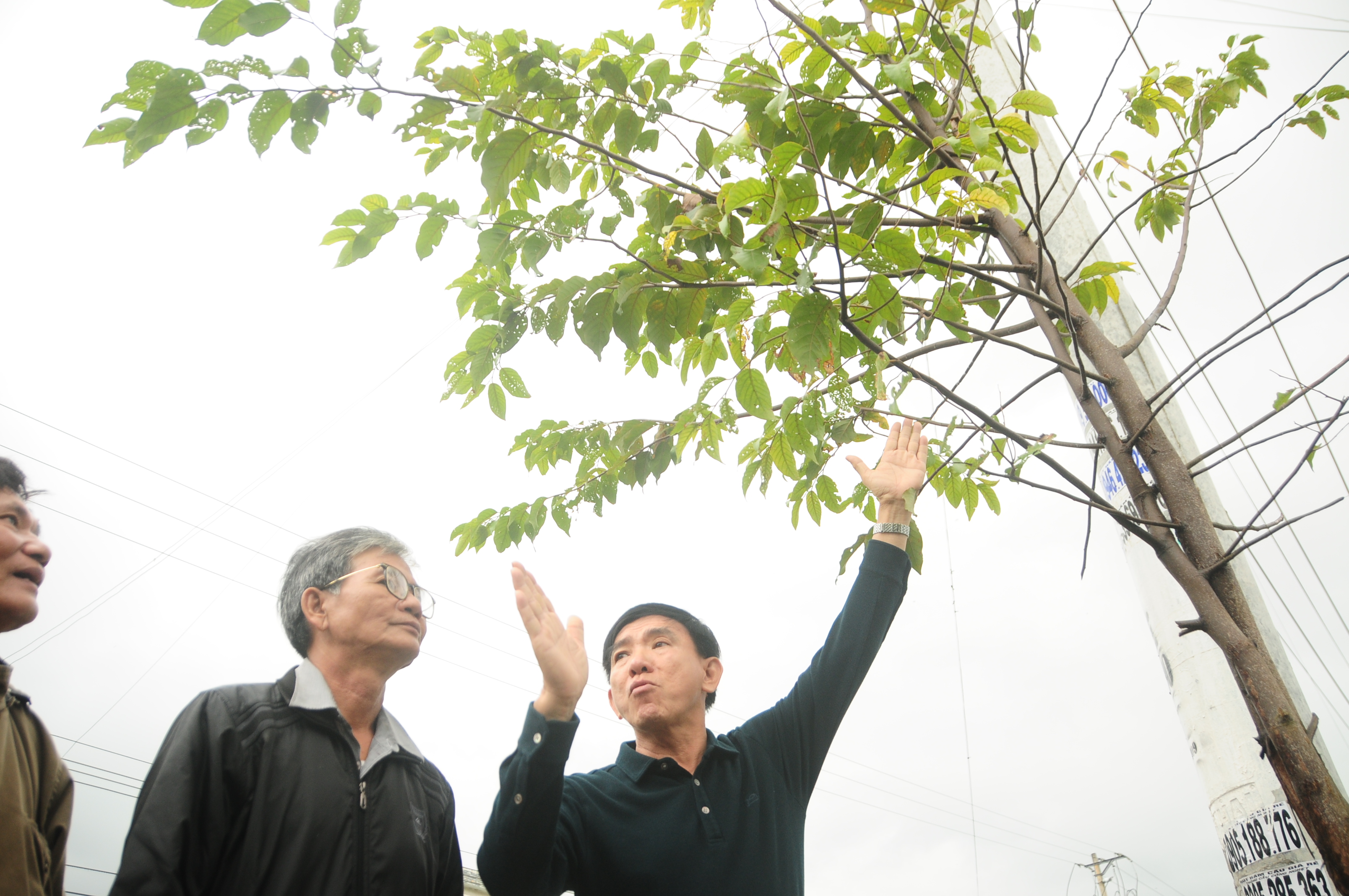 Phan Xuan Anh revisits the forest of precious fragrant rosewood behind the headquarters of Dai An Commune People’s Committee. The forest was grown with his financial support. Photo: Thai Ba Dung / Tuoi Tre