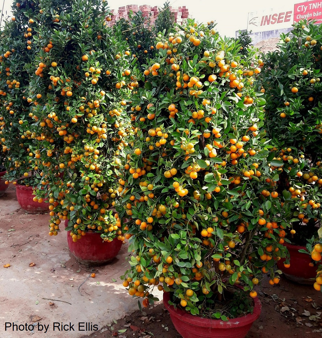 Kumquat tree farm