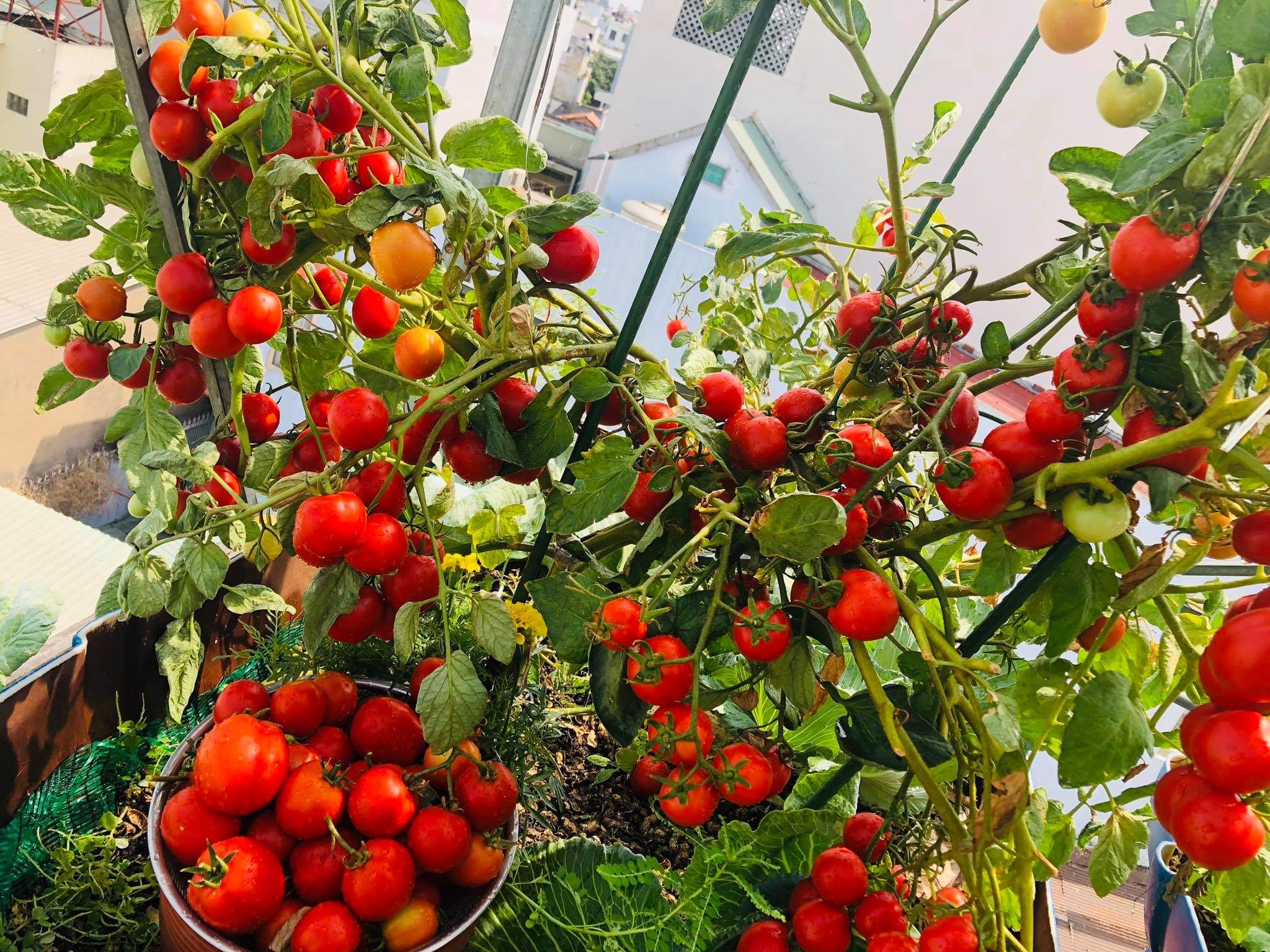 Tomatoes from a previous year on Thuong’s rooftop