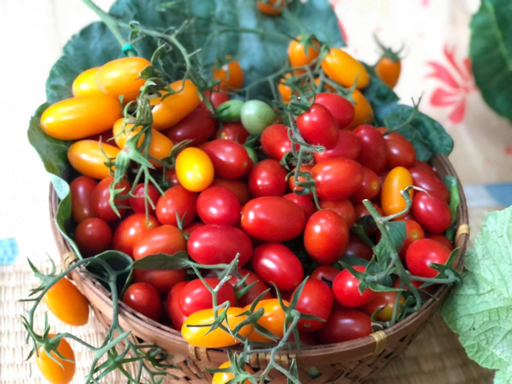 Red and yellow tomatoes harvested from Thuong’s balcony garden. Photo: Bui Thuong / Tuoi Tre