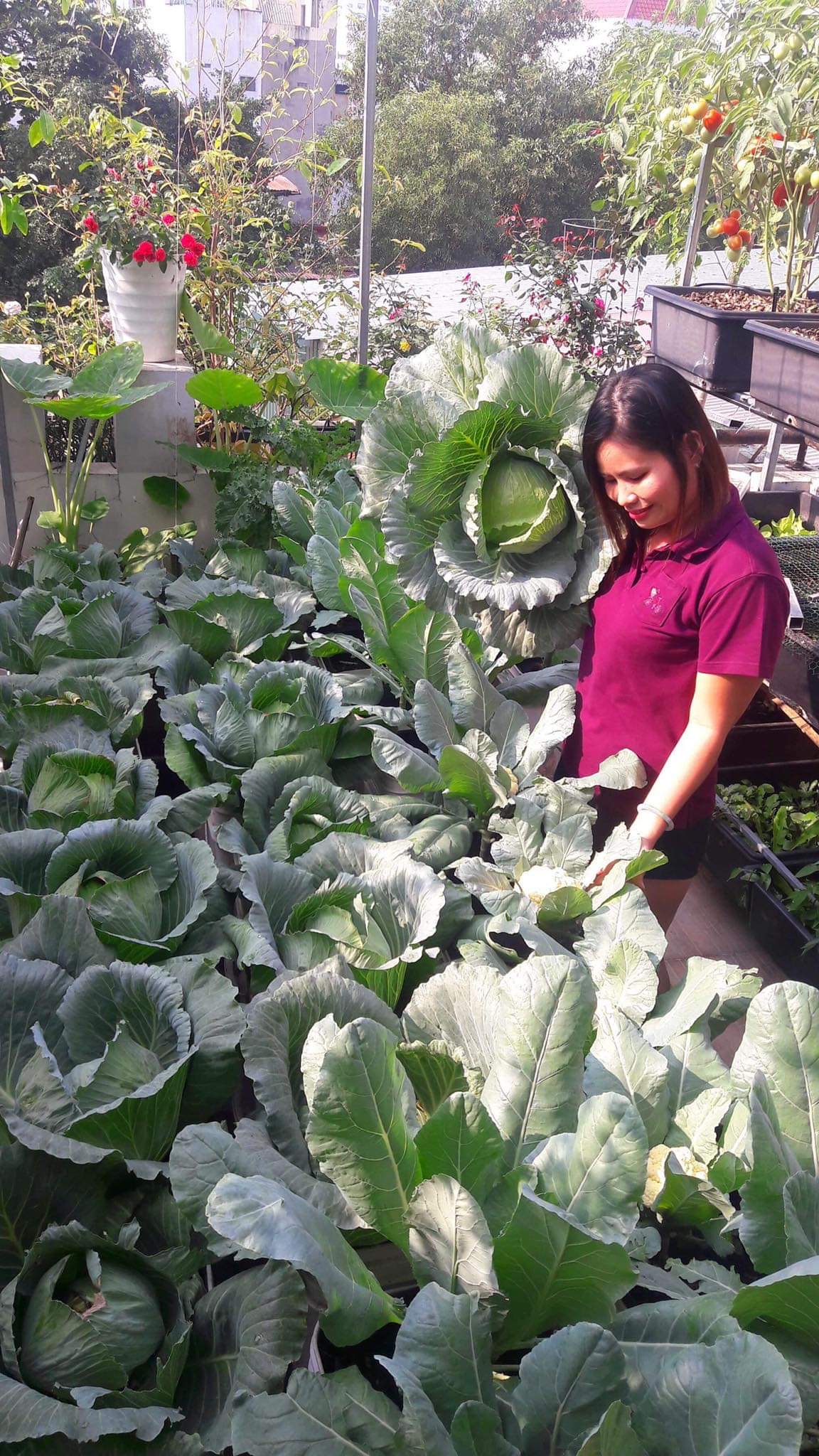 Cabbage from a previous year on Thuong’s rooftop