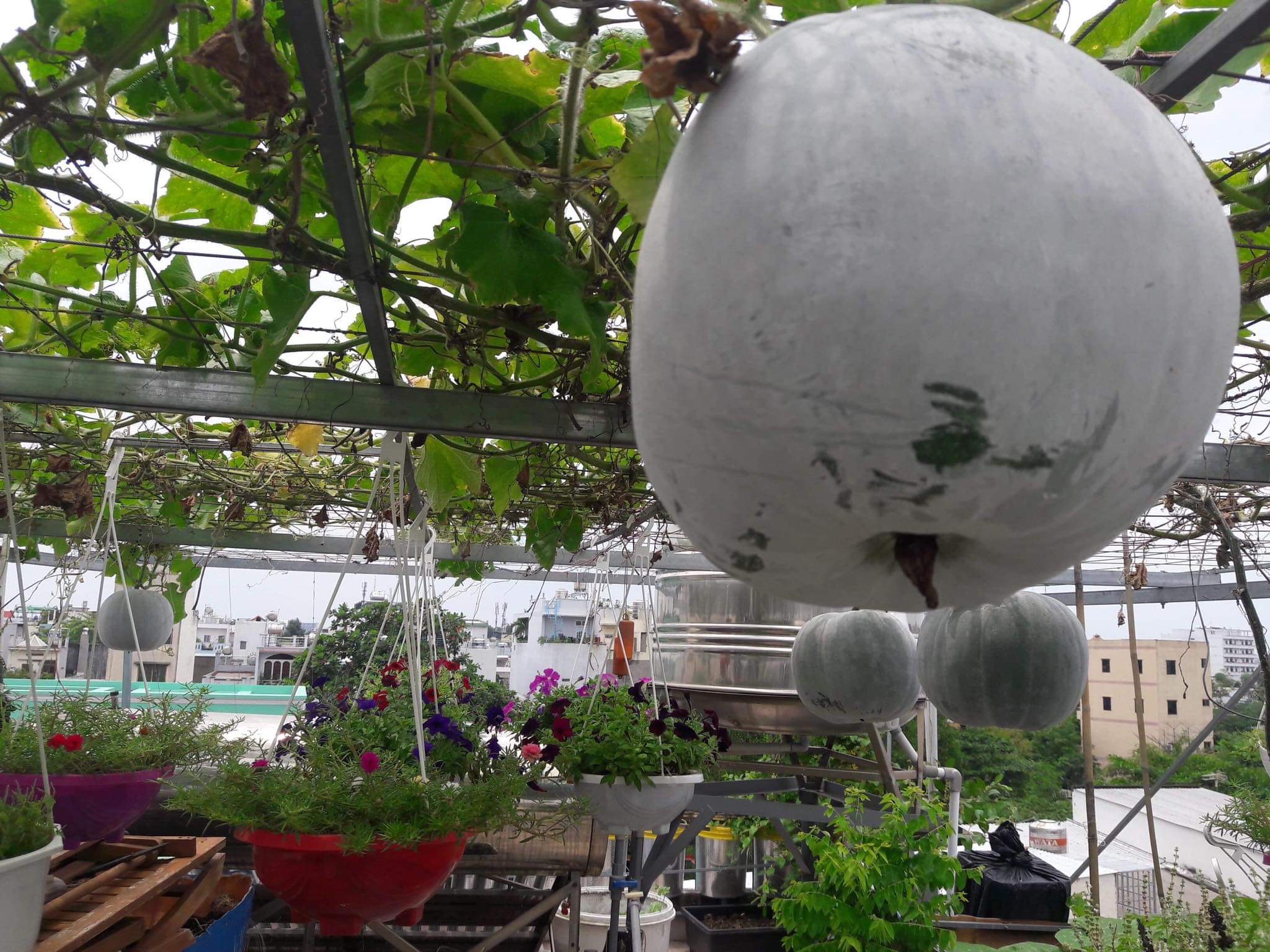 Squash hanging on the vine in Thuong’s rooftop garden