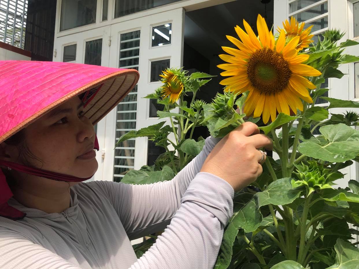 Bui Thuong is attending to the sunflowers in her front garden