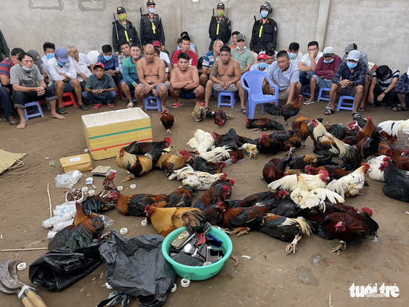 Police officers arrest people illegally cockfight gambling ring gambling in My Tho City, Tien Giang Province, Vietnam on February 13, 2021. Photo: Hoai Thuong / Tuoi Tre