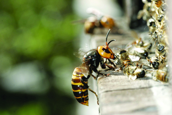 ‘Murder hornets’ slaughter a colony of honey bees in Japan. Photo courtesy: Getty Images