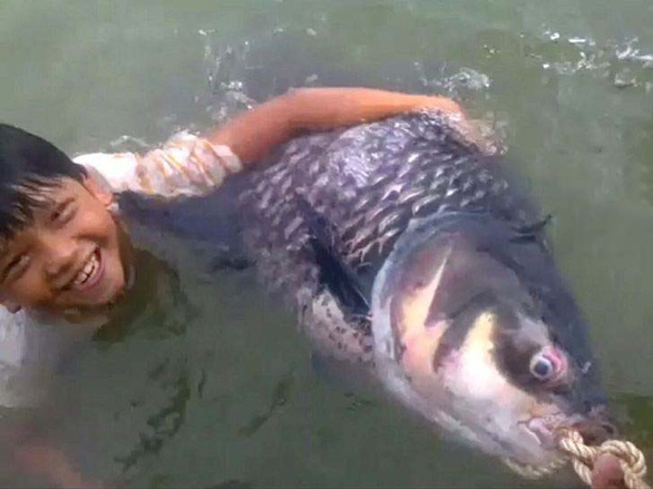 A ca ho (Giant barb), which weighed nearly 40 kilograms got tangled in Lam Van Hoang’s net five years ago, is seen in this supplied photo