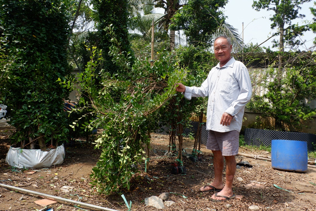 Nguyen Van Cong, better known as Nam Cong, works on an ornamental buffalo made from weeping fig plants in his garden on January 30, 2021, in Cho Lach District, Ben Tre Province. Photo: Son Lam/ Tuoi Tre