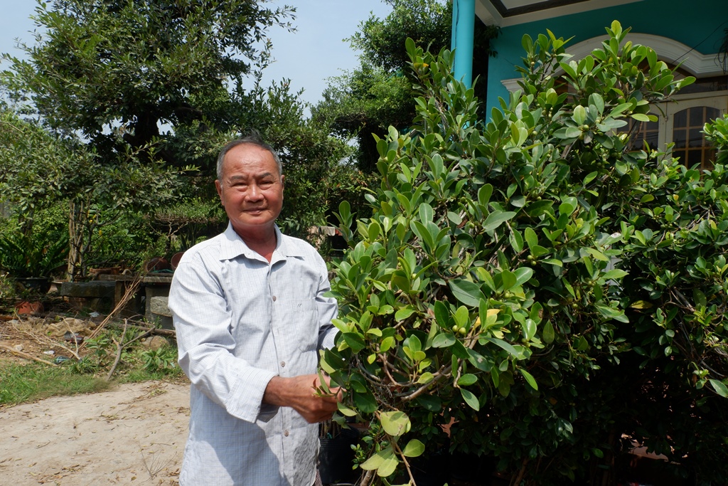 Nguyen Van Cong, better known as Nam Cong, works on weeping fig plants in his garden on January 30, 2021, in Cho Lach District, Ben Tre Province. Photo: Son Lam/ Tuoi Tre