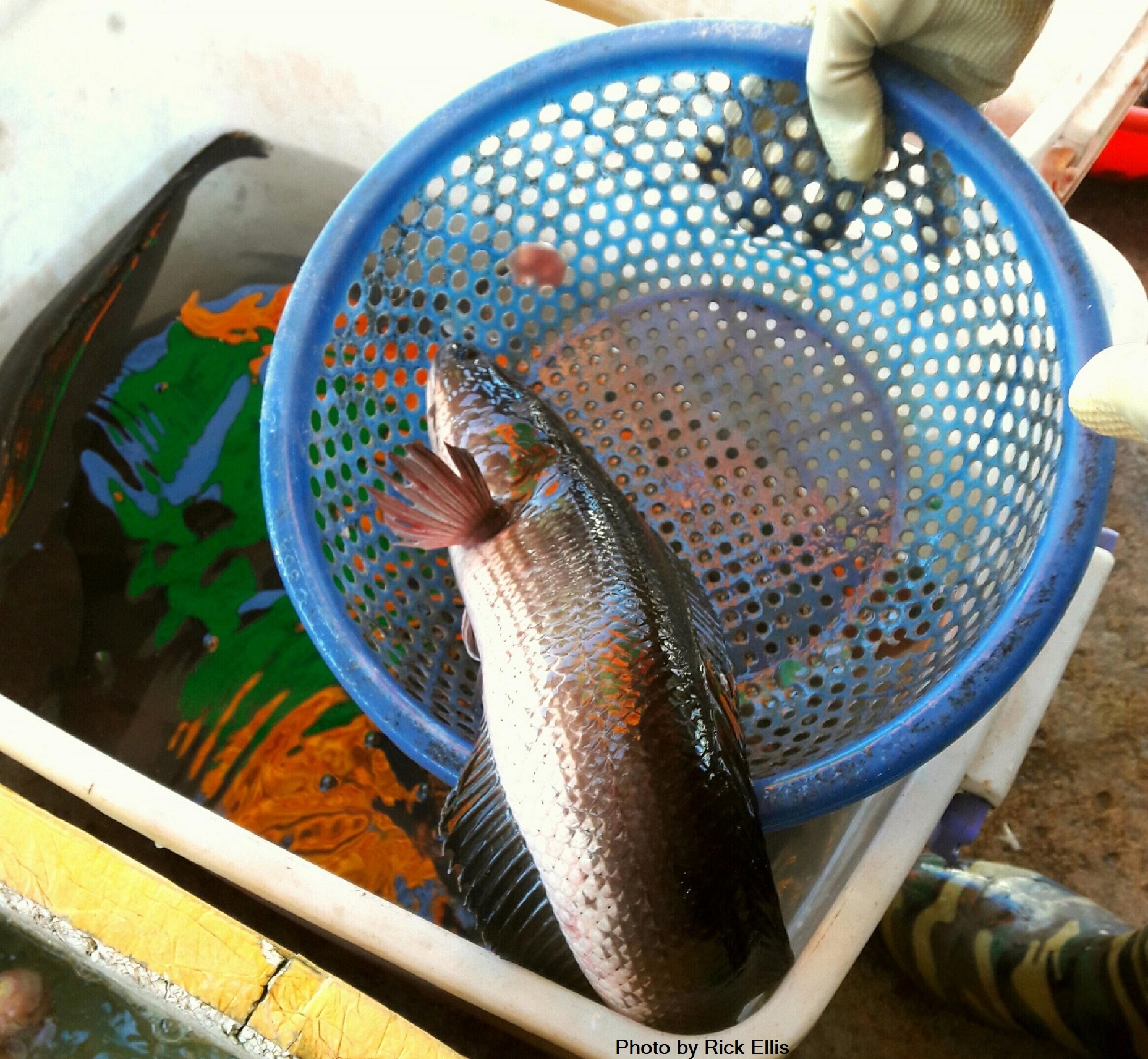 A snakehead fish – ‘cá lóc’ 