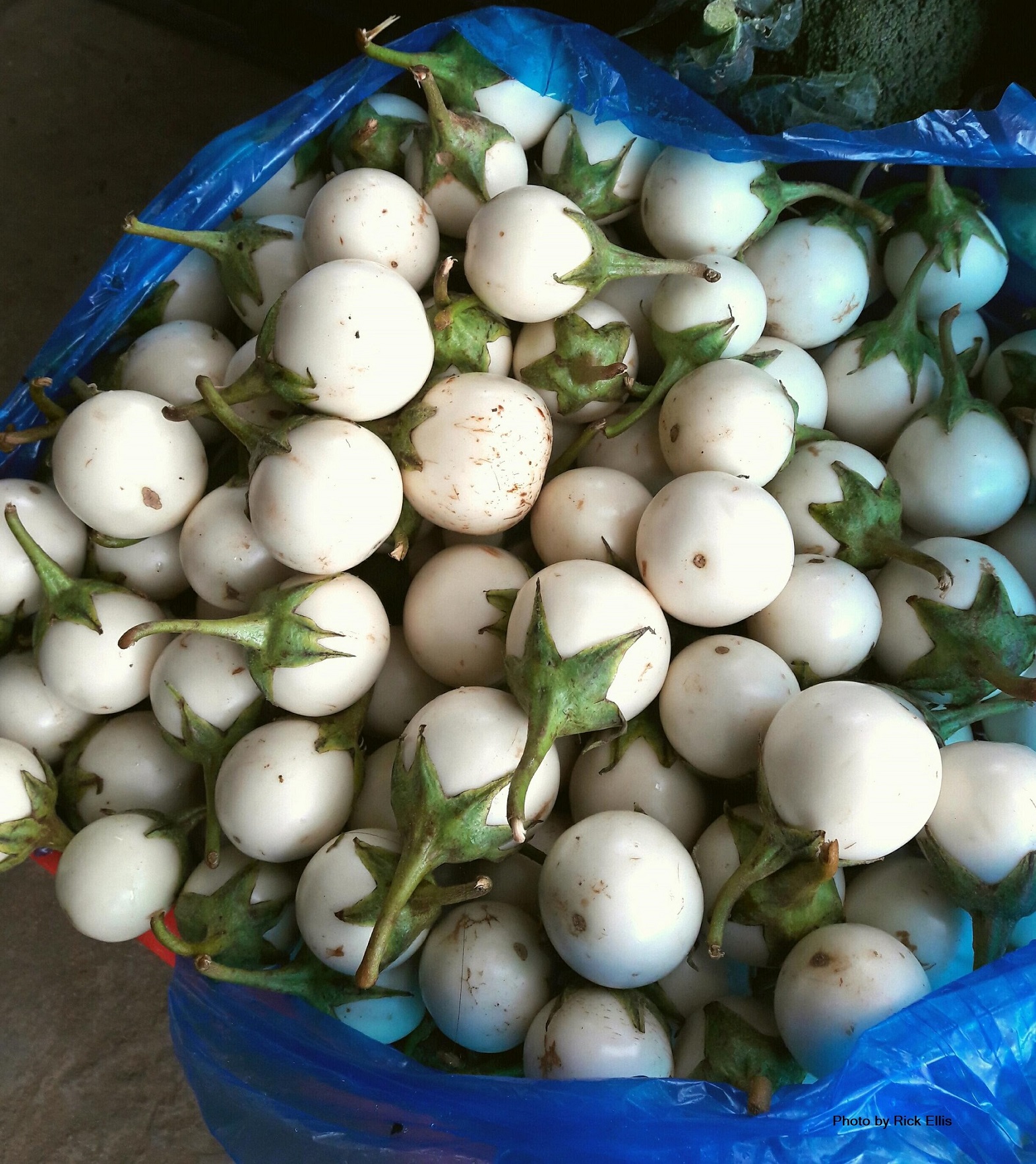 ‘Cà pháo’ white eggplants