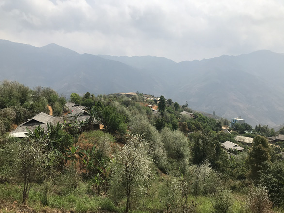 Docynia indica trees blossom in the mountains of the northern province of Son La in this picture taken in March 2021. Photo: Tuoi Tre