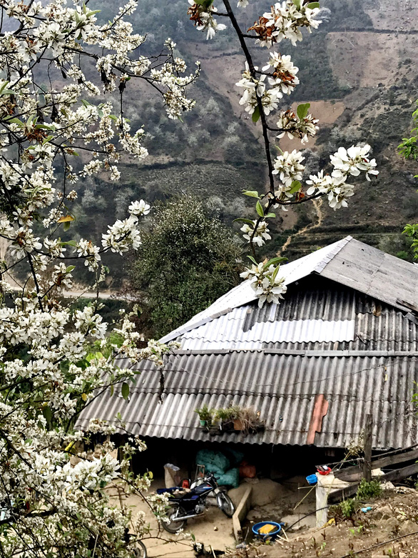 Docynia indica trees blossom afront a H’Mong house in the northern province of Son La in this picture taken in March 2021. Photo: Tuoi Tre