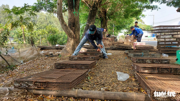 A worker organizes cages of chuot dong at a local rat market in Vinh Xuong Commune, Tan Chau Town in the Mekong Delta province of An Giang. Photo: Buu Dau / Tuoi Tre