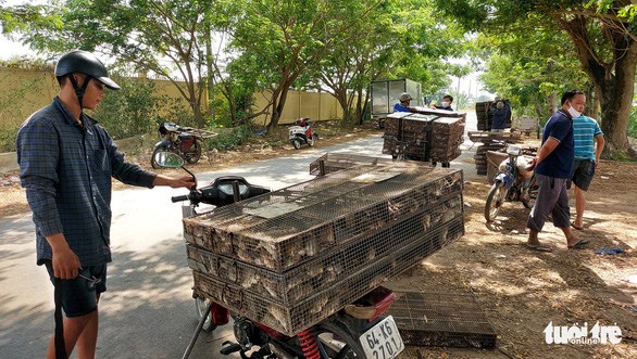 These chuot dong cages are ready to go. Photo: Buu Dau/ Tuoi Tre