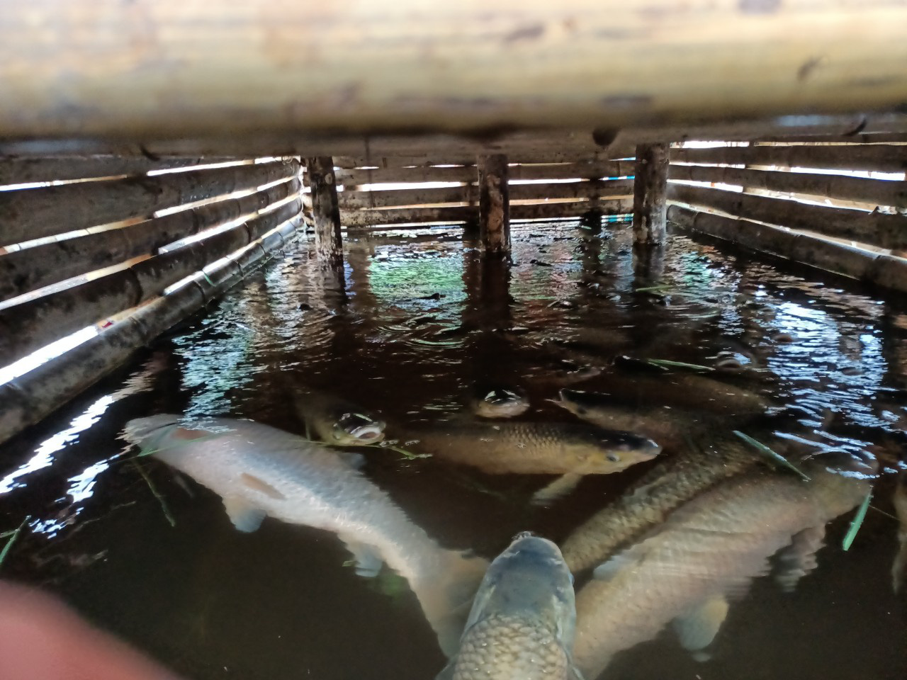 Farm-raised fish die en masse along the Ma River in Cam Thuy District, Thanh Hoa Province, Vietnam, April 14, 2021. Photo: Ha Dong / Tuoi Tre