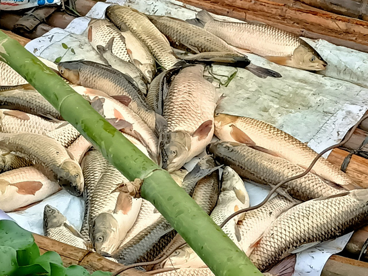 Farm-raised fish die en masse along the Ma River in Cam Thuy District, Thanh Hoa Province, Vietnam, April 14, 2021. Photo: Ha Dong / Tuoi Tre