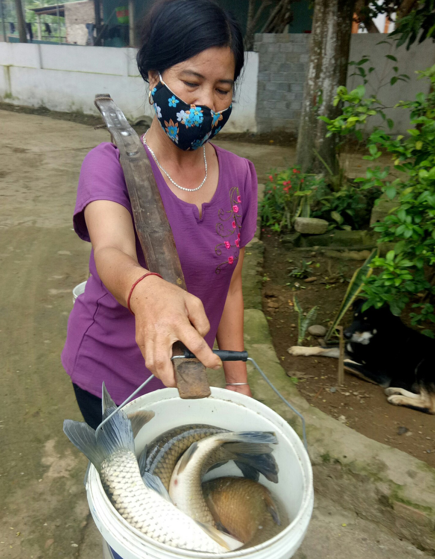 A woman carries buckets containing dead fish in Cam Thuy District, Thanh Hoa Province, Vietnam, April 14, 2021. Photo: Ha Dong / Tuoi Tre