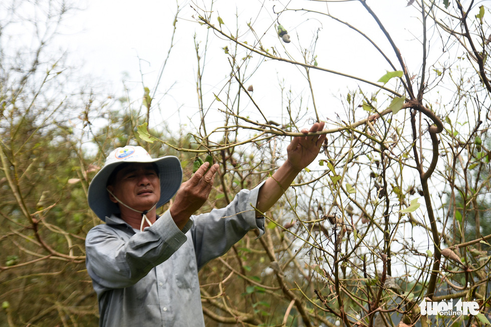 A farmer in Binh Phuoc Province’ s Hon Quan District  is seen in his fruit recently devastated by beetles. Photo: A. Loc / Tuoi Tre
