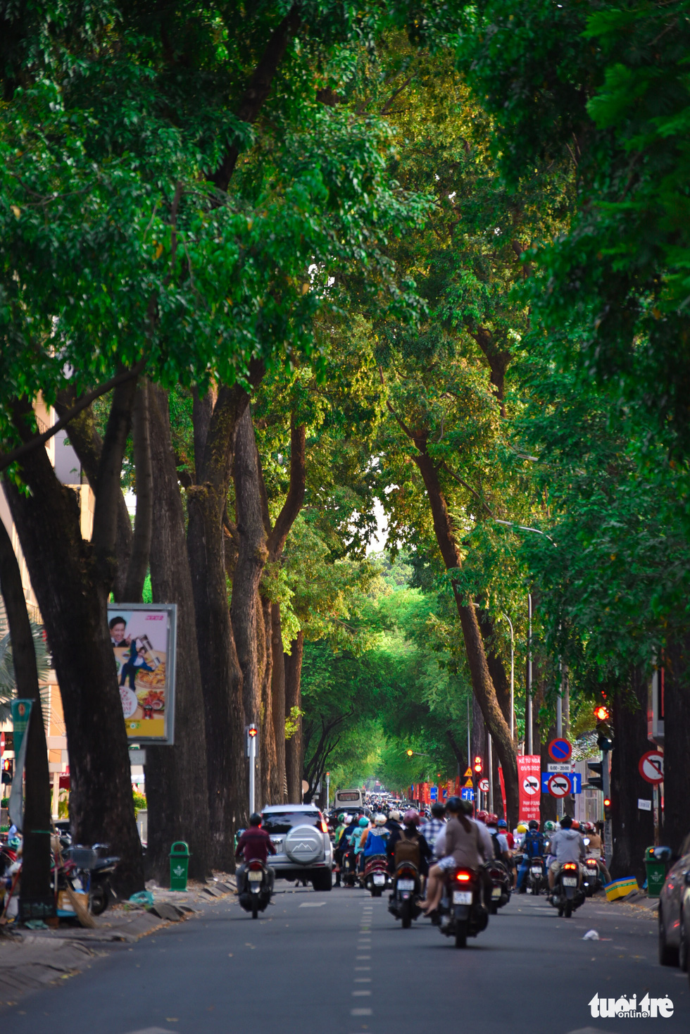 Cho nau trees along Vo Van Tan Street in District 3. Photo: Ngoc Phuong / Tuoi Tre